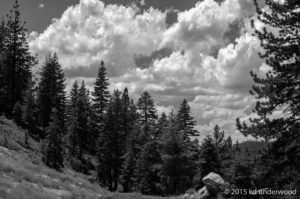 Black and white forest with cloudy sky.