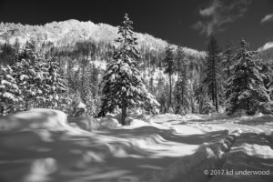 Snow-covered forest under clear blue sky.