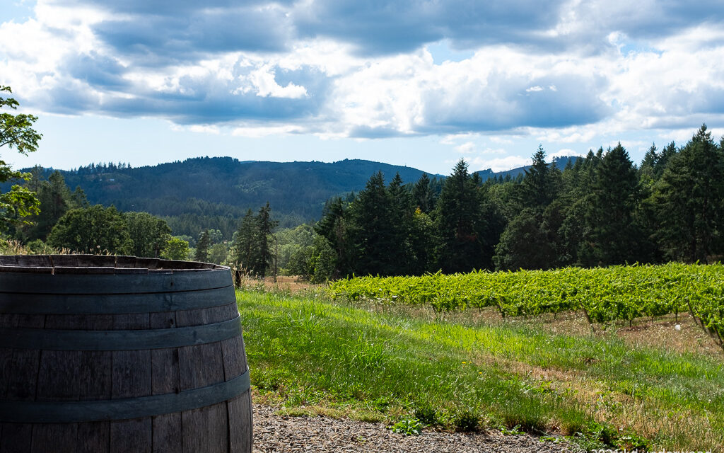 Vineyard landscape with wooden barrel, cloudy sky.