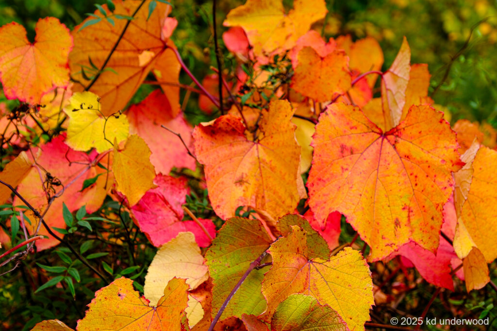 Vibrant autumn leaves in shades of red, orange, and yellow.